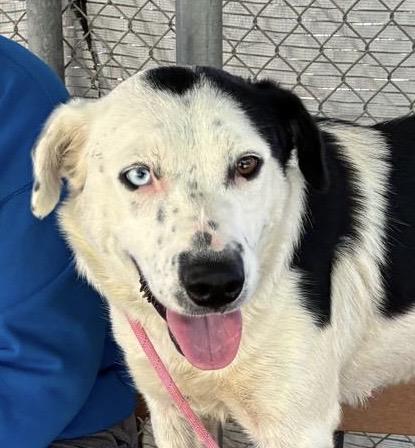 *MIATA, a dog for adoption from Yolo County Animal Services Shelter
