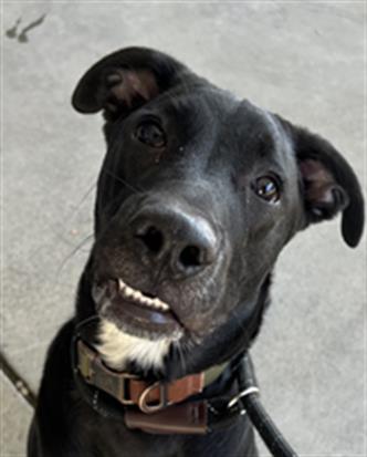 *RANGER, a dog for adoption from Yolo County Animal Services Shelter