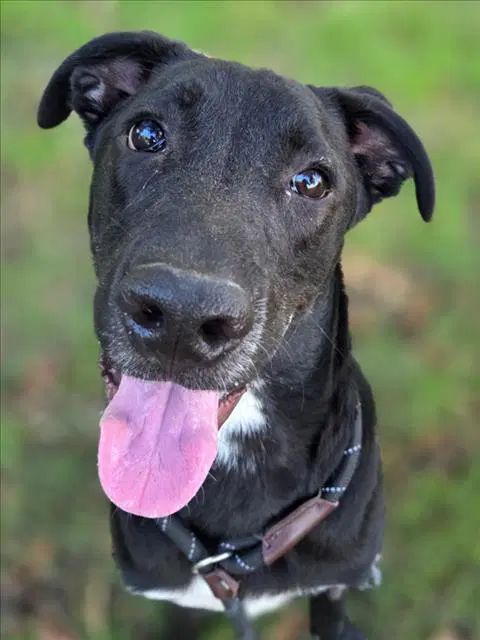 Ranger - Labrador Retriever
