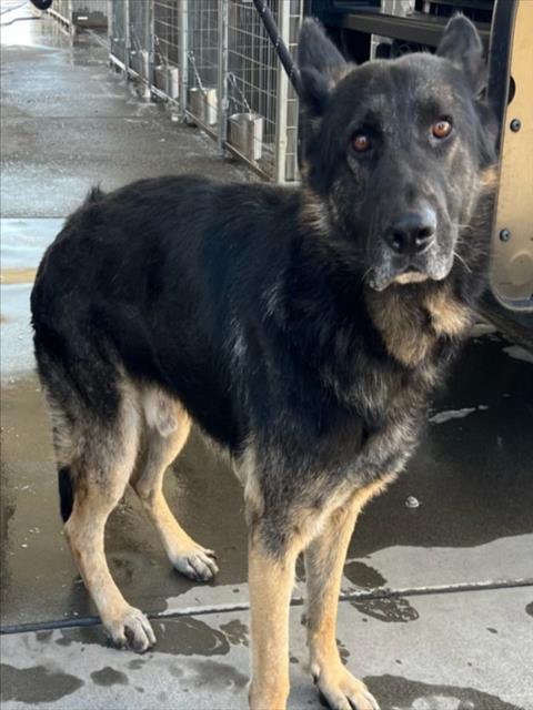 *Durango, German Shepherd Dog