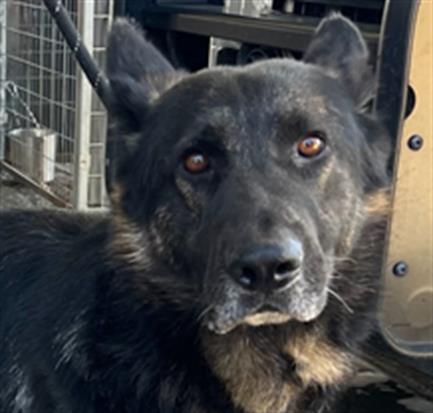 *DURANGO, a dog for adoption from Yolo County Animal Services Shelter
