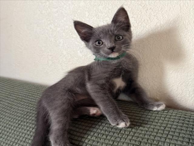 Xander (*Green), Domestic Short Hair