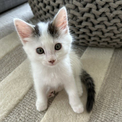 *Cornetto, Domestic Short Hair