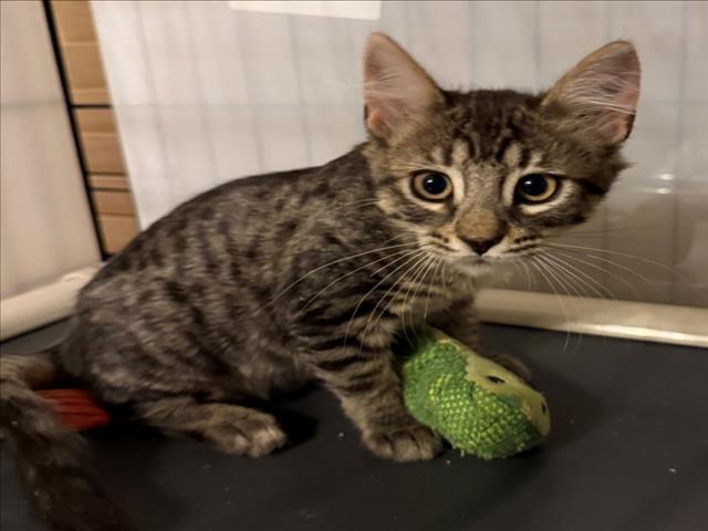 *Star Power, Domestic Short Hair