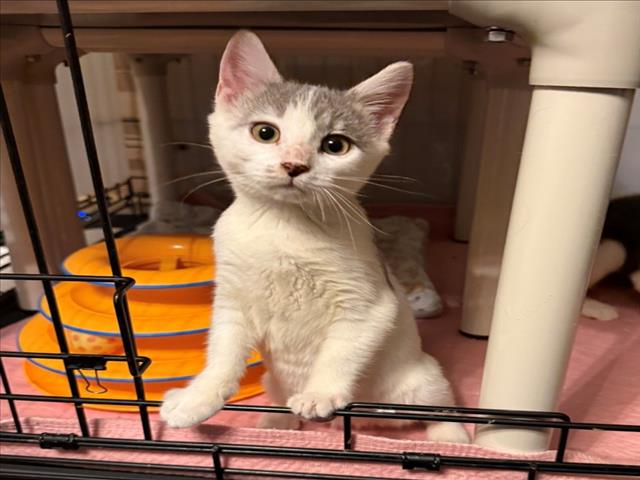 *Jessie, Domestic Short Hair