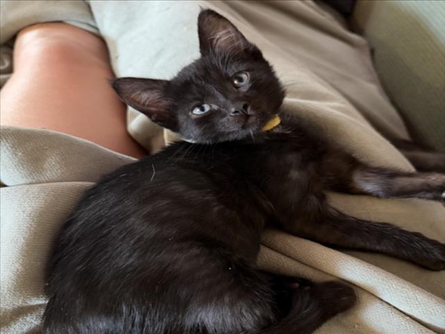 Pretty Baby (*Yellow), Domestic Short Hair