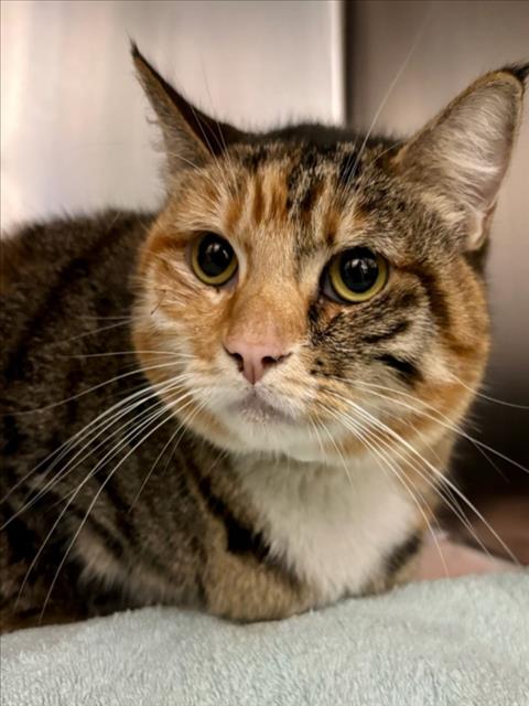 *Maggie, Domestic Short Hair