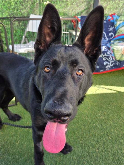 *DALTON, a dog for adoption from Yolo County Animal Services Shelter
