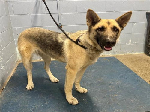 *NUTMEG, a dog for adoption from Yolo County Animal Services Shelter