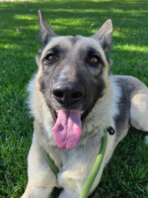 Nutmeg - German Shepherd Dog