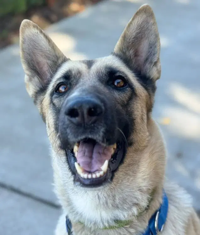 Nutmeg - German Shepherd Dog