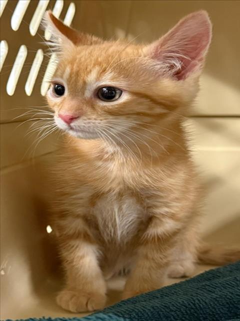 A229231, a cat for adoption from Yolo County Animal Services Shelter