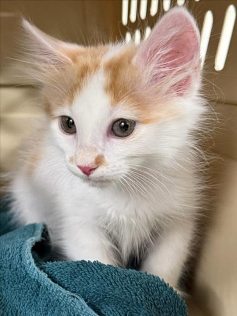 A229287, a cat for adoption from Yolo County Animal Services Shelter