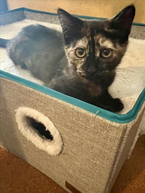 *TEMPRANILLO, a cat for adoption from Yolo County Animal Services Shelter