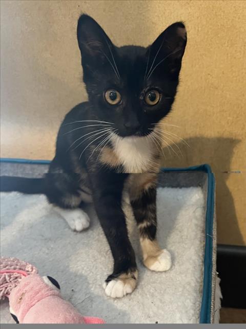 *CABERNET, a cat for adoption from Yolo County Animal Services Shelter