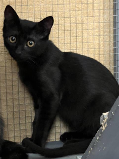 *DURIF, a cat for adoption from Yolo County Animal Services Shelter