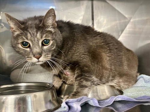 A229880, a cat for adoption from Yolo County Animal Services Shelter