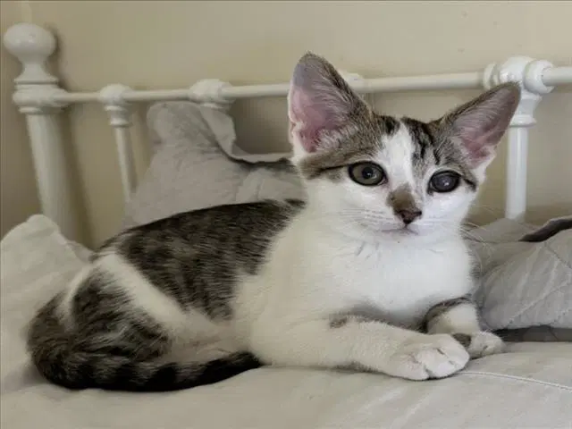 Mochi - Domestic Short Hair