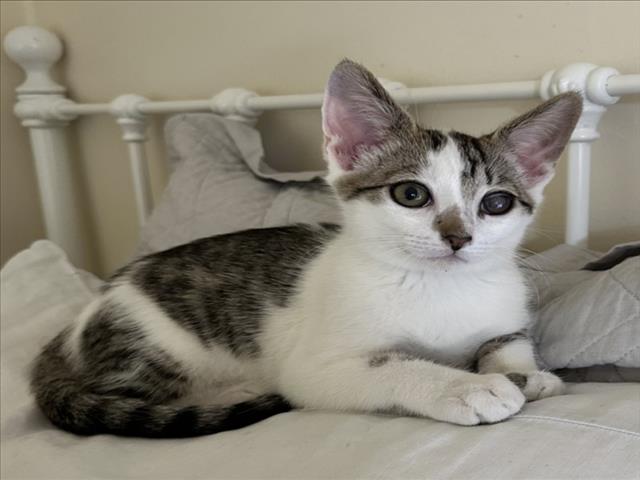 Mochi