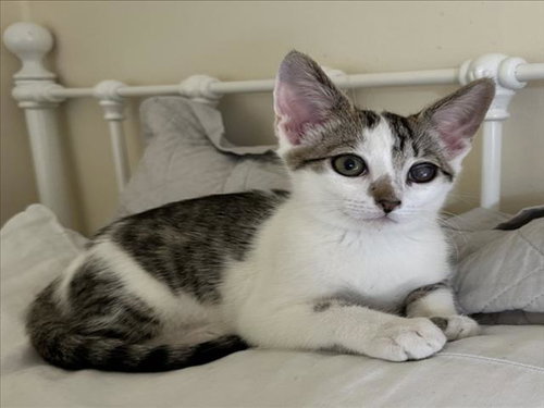 *MOCHI, a cat for adoption from Yolo County Animal Services Shelter