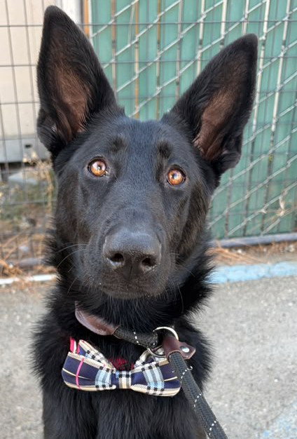 KEHLANI, a dog for adoption from Yolo County Animal Services Shelter