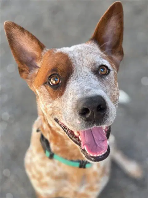 Blondie - Australian Cattle Dog/Blue Heeler