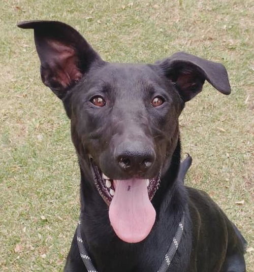 *SIRIUS, a dog for adoption from Yolo County Animal Services Shelter