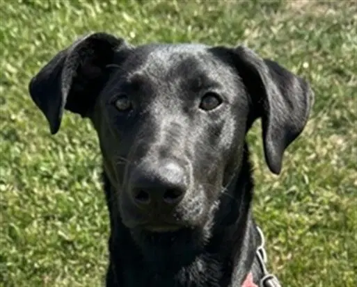 Sirius - Doberman Pinscher