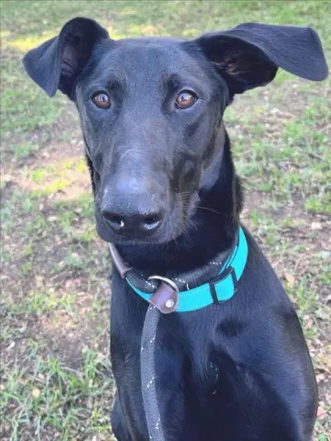 Sirius - Dobie