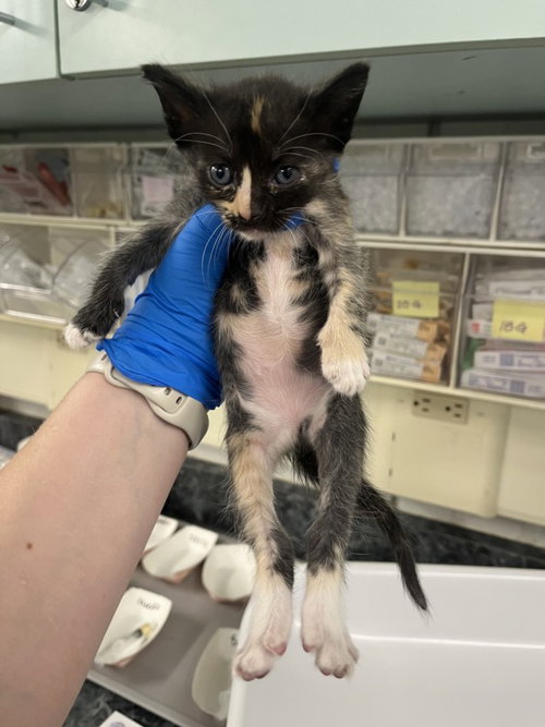 *NAOMI, a cat for adoption from Yolo County Animal Services Shelter