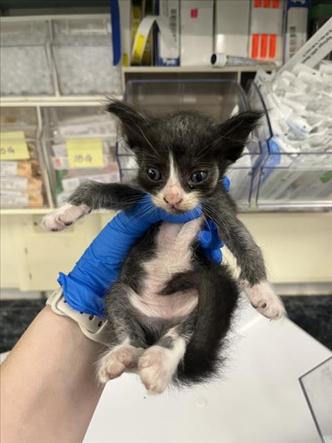 *NATHAN, a cat for adoption from Yolo County Animal Services Shelter