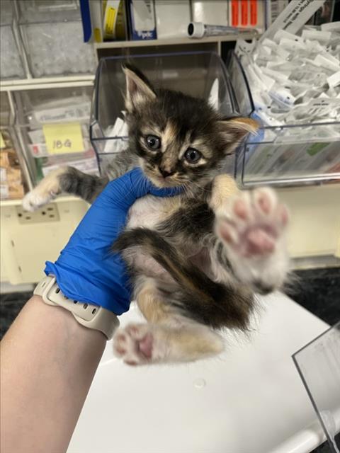 *MARTHA LOU, a cat for adoption from Yolo County Animal Services Shelter