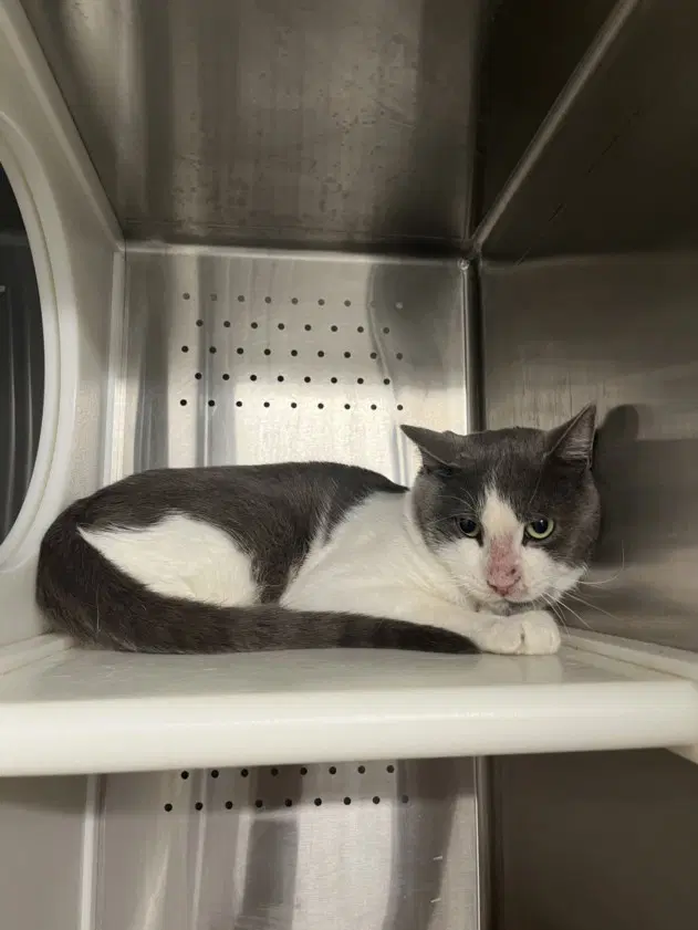 Big Boy - Domestic Short Hair