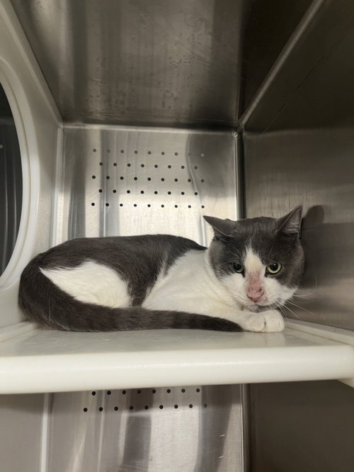 BIG BOY, a cat for adoption from Yolo County Animal Services Shelter