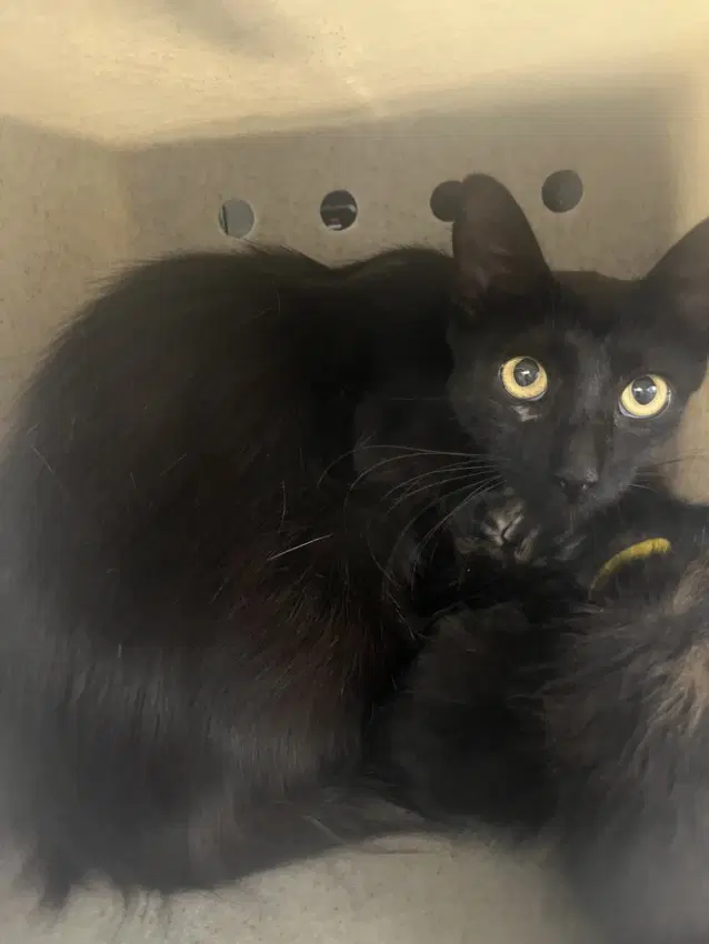 Stacie - Domestic Short Hair