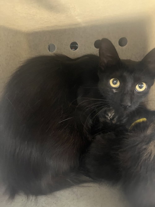 A228629, a cat for adoption from Yolo County Animal Services Shelter