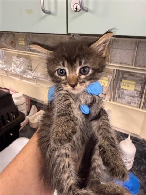 *DAISY, a cat for adoption from Yolo County Animal Services Shelter