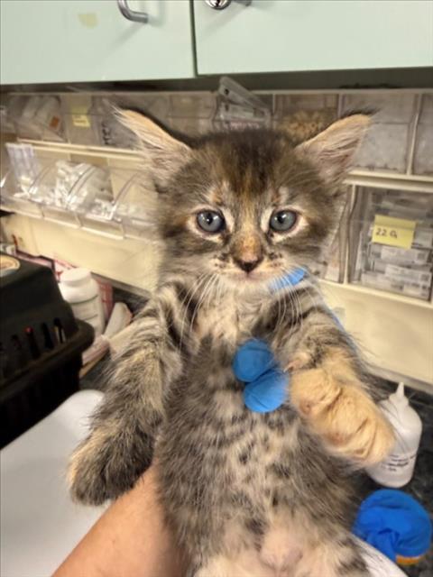 *LOIS, a cat for adoption from Yolo County Animal Services Shelter