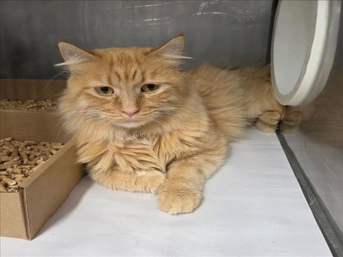 PEANUT, a cat for adoption from Yolo County Animal Services Shelter
