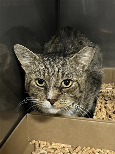 *LINUS, a cat for adoption from Yolo County Animal Services Shelter