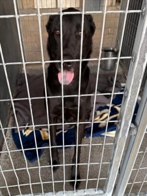 POE, a dog for adoption from Yolo County Animal Services Shelter