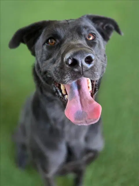 Poe - Labrador Retriever