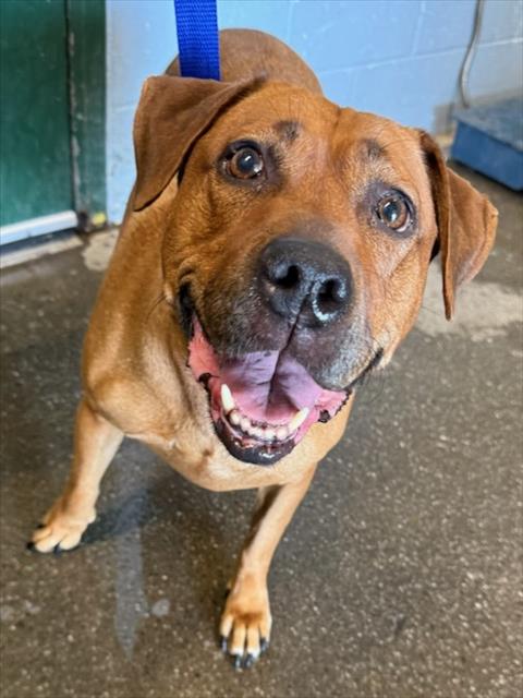 SUMMER, a dog for adoption from Yolo County Animal Services Shelter