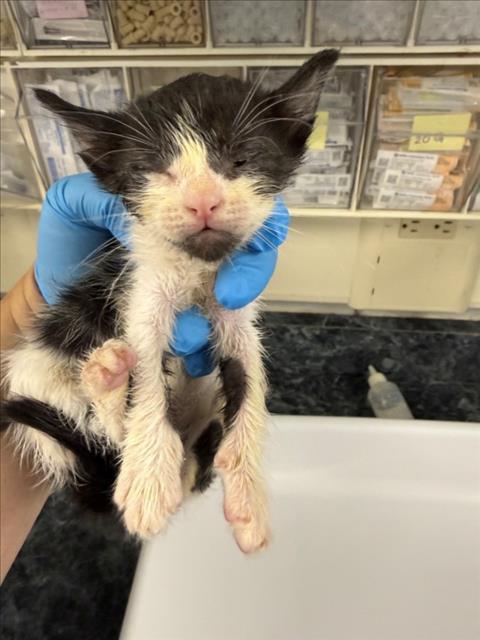 *PIPA, a cat for adoption from Yolo County Animal Services Shelter