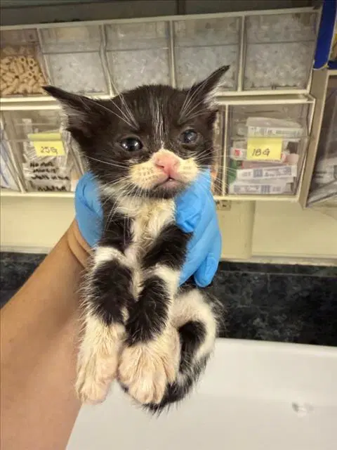 Wally - Domestic Short Hair