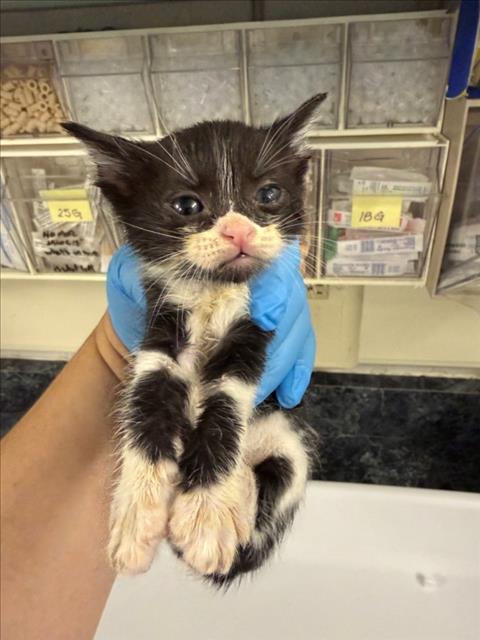 *WALLY, a cat for adoption from Yolo County Animal Services Shelter
