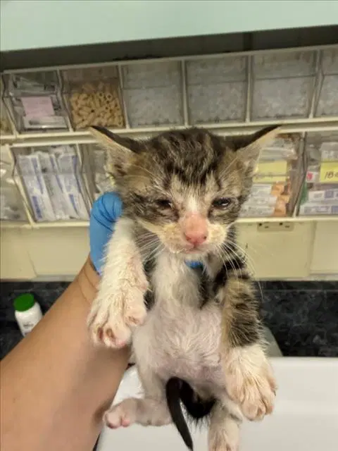 Otis - Domestic Short Hair