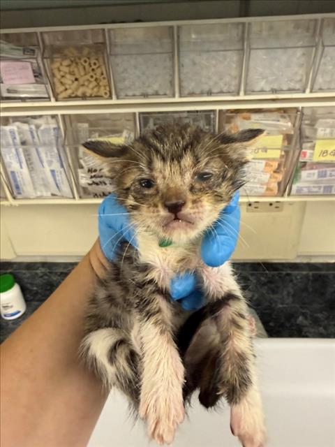 *FRANKIE, a cat for adoption from Yolo County Animal Services Shelter
