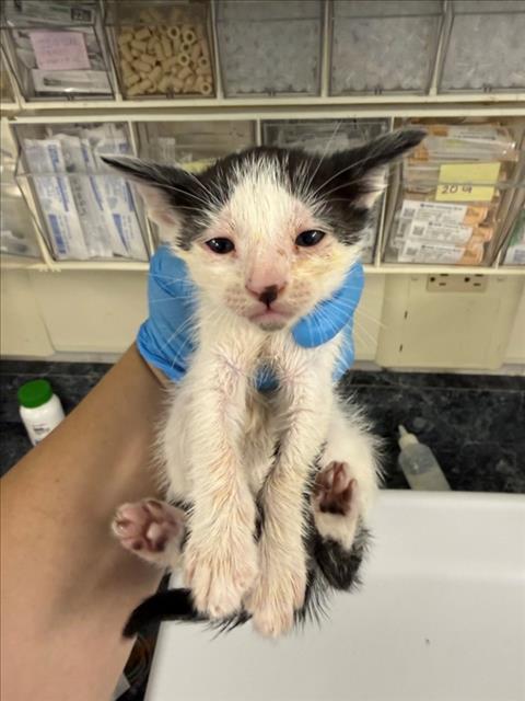 *EDDIE, a cat for adoption from Yolo County Animal Services Shelter