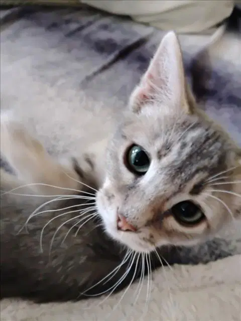 Connor - Domestic Short Hair